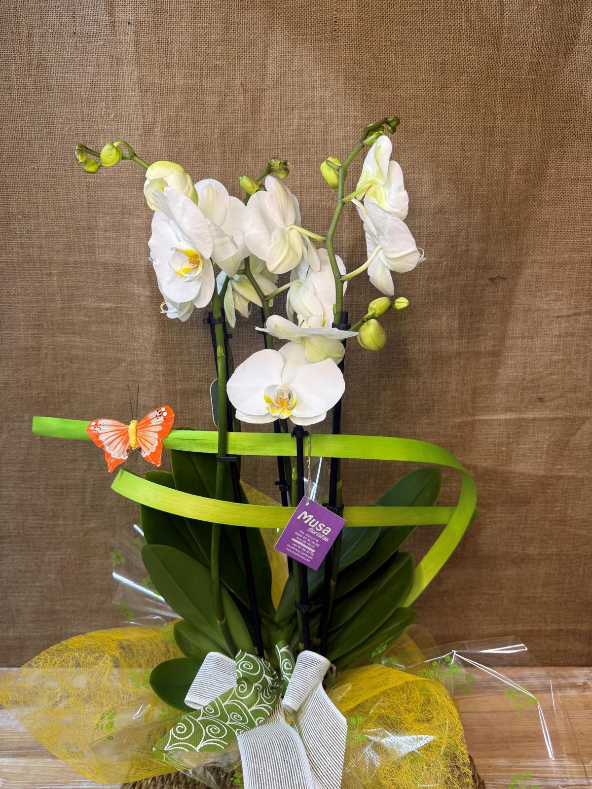 Phalenopsis en tonos blancos - Imagen 3