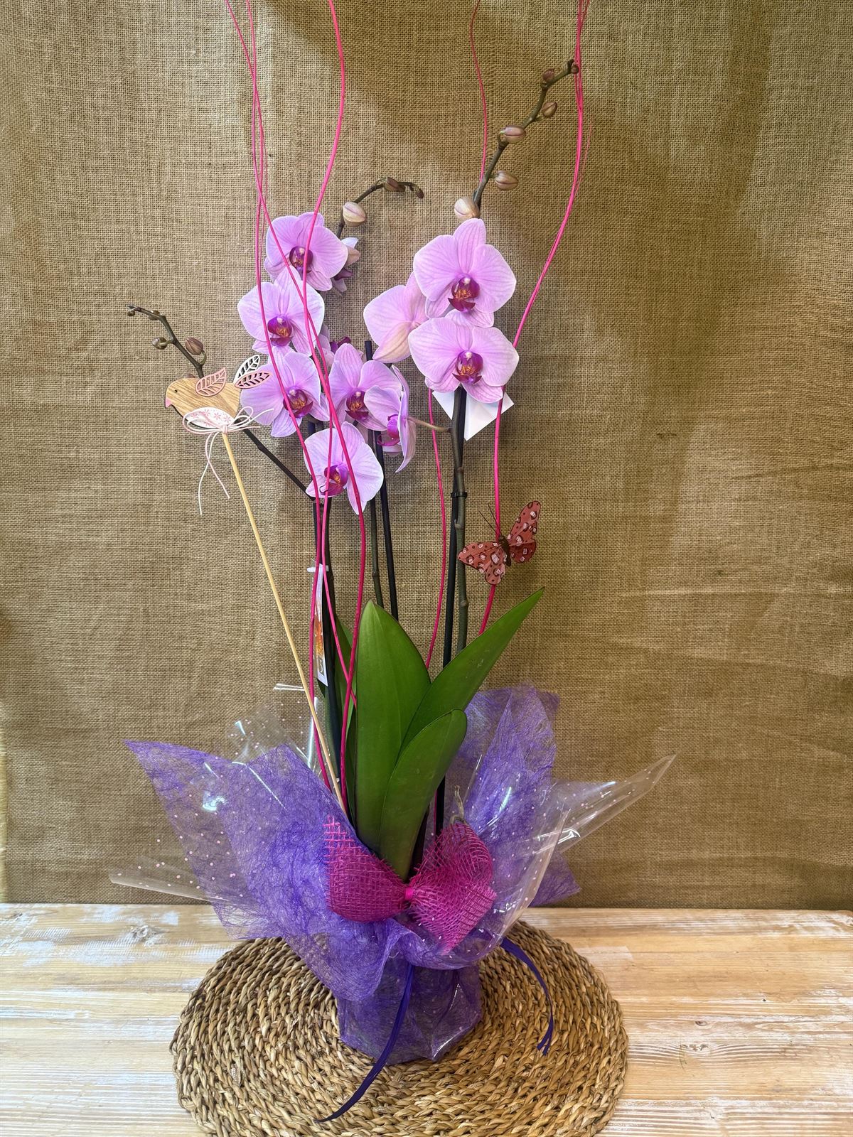 Phalenopsis en tonos rosas - Imagen 1