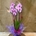 Phalenopsis en tonos rosas - Imagen 1