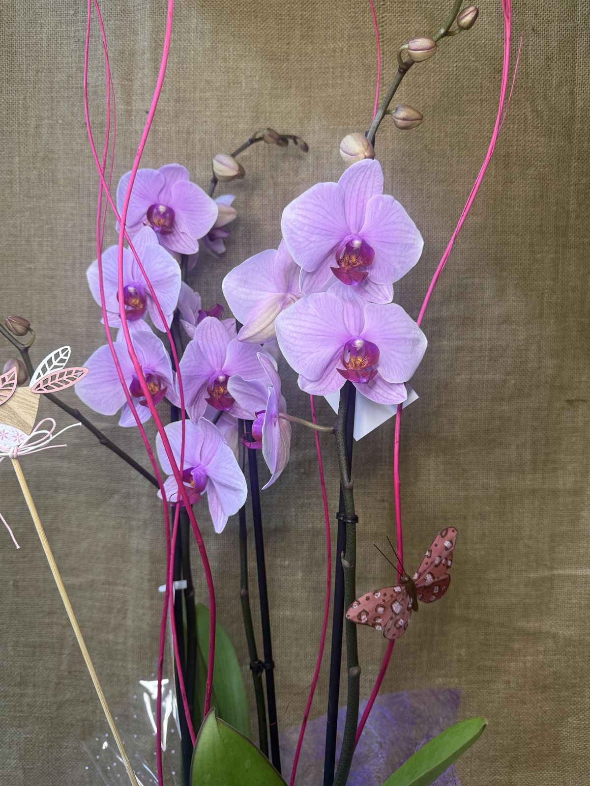 Phalenopsis en tonos rosas - Imagen 2