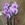 Phalenopsis en tonos rosas - Imagen 2