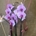 Phalenopsis en tonos rosas - Imagen 2