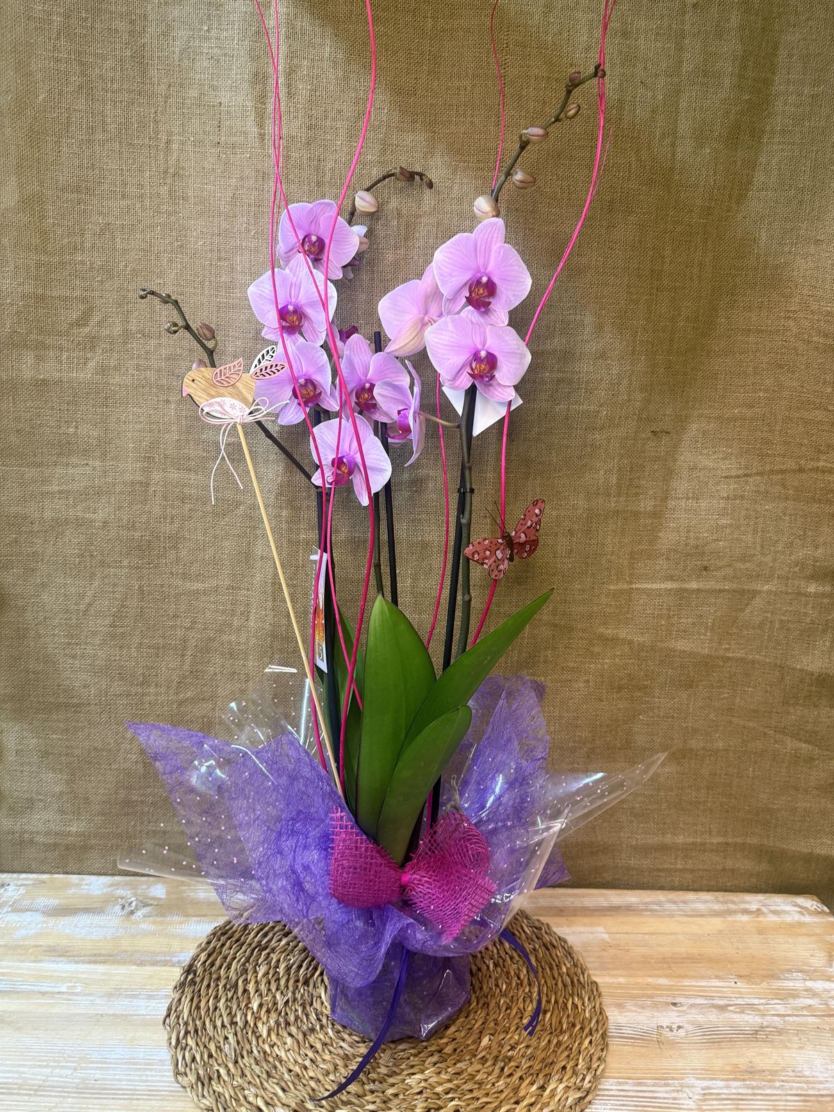Phalenopsis en tonos rosas - Imagen 3