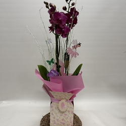 Phalenopsis fucsia en bolsa - Imagen 1
