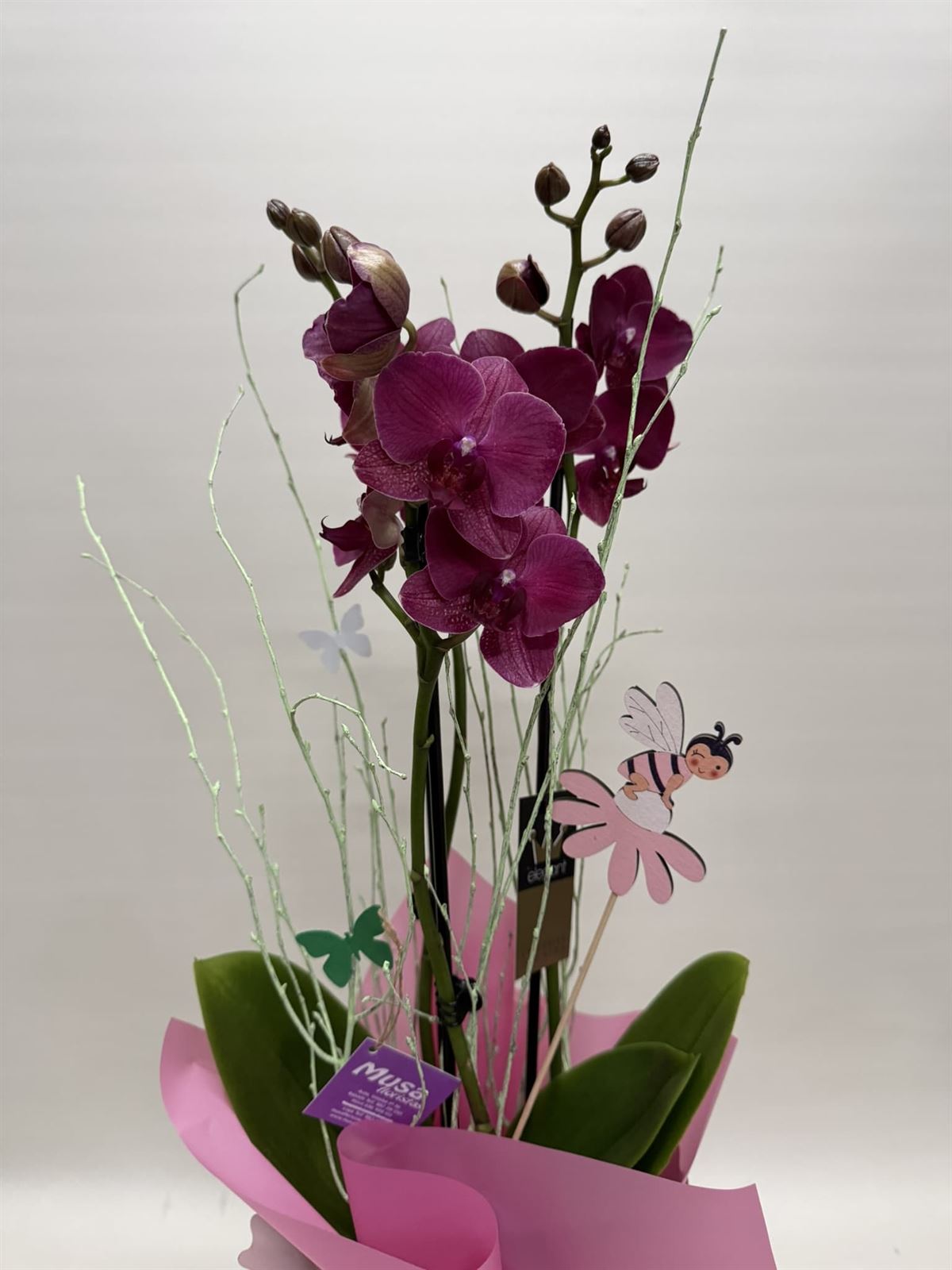 Phalenopsis fucsia en bolsa - Imagen 2