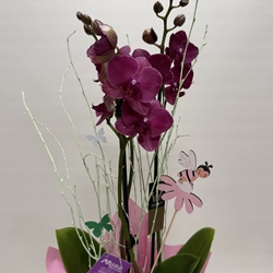 Phalenopsis fucsia en bolsa - Imagen 2