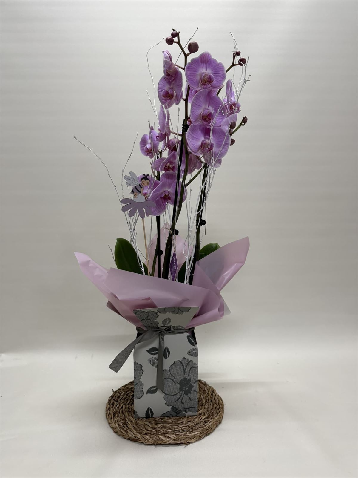 Phalenopsis morada en bolsa - Imagen 1