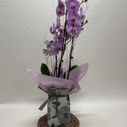 Phalenopsis morada en bolsa - Imagen 1