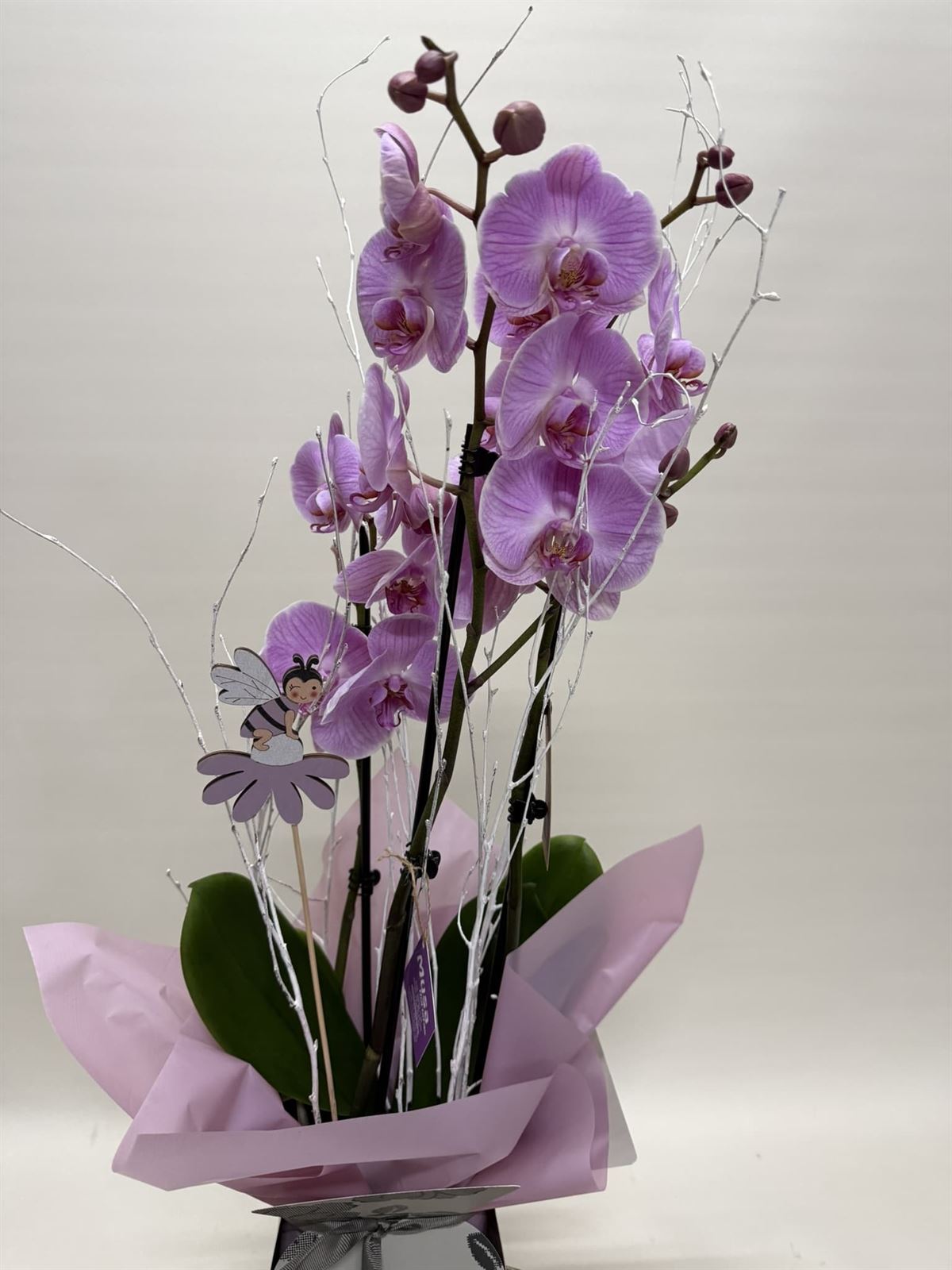 Phalenopsis morada en bolsa - Imagen 2