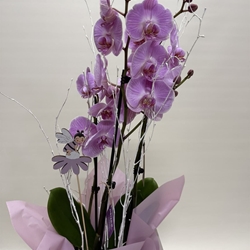 Phalenopsis morada en bolsa - Imagen 2