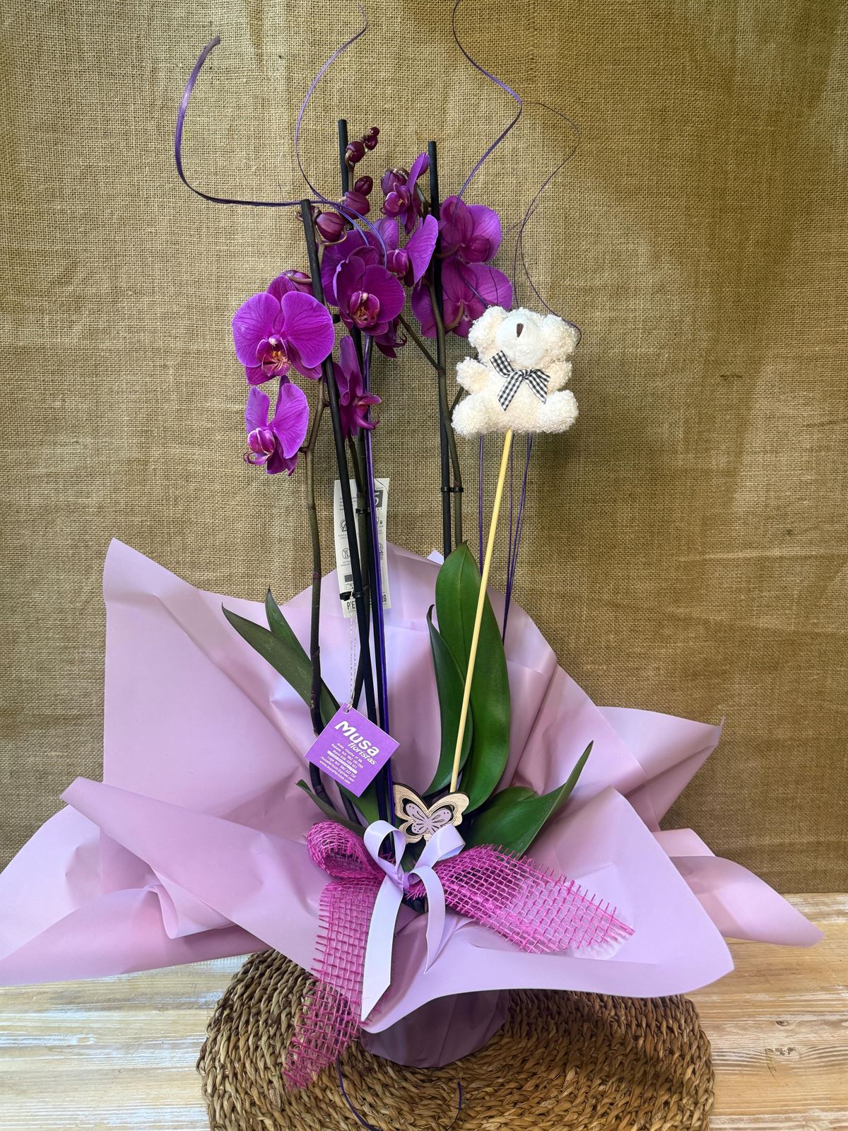 Phalenopsis morada - Imagen 1