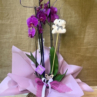 Phalenopsis morada - Imagen 1