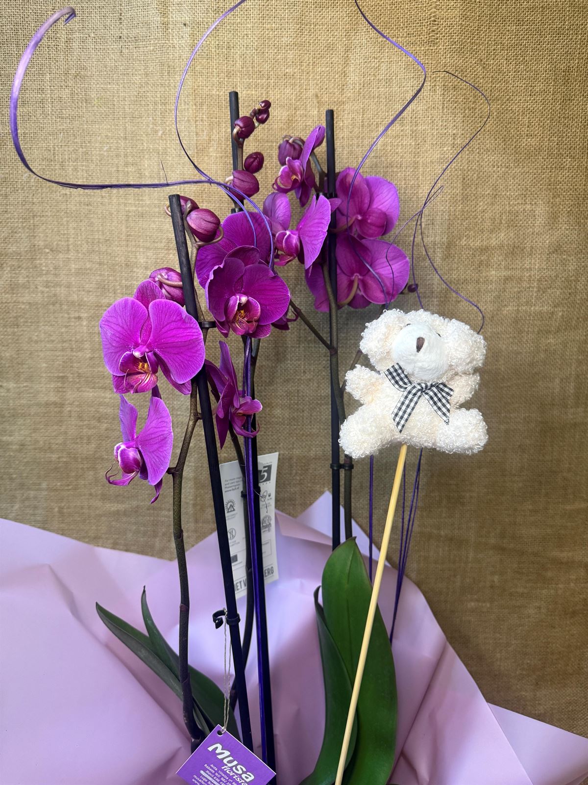 Phalenopsis morada - Imagen 2