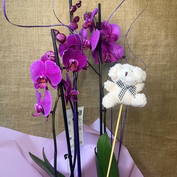 Phalenopsis morada - Imagen 2