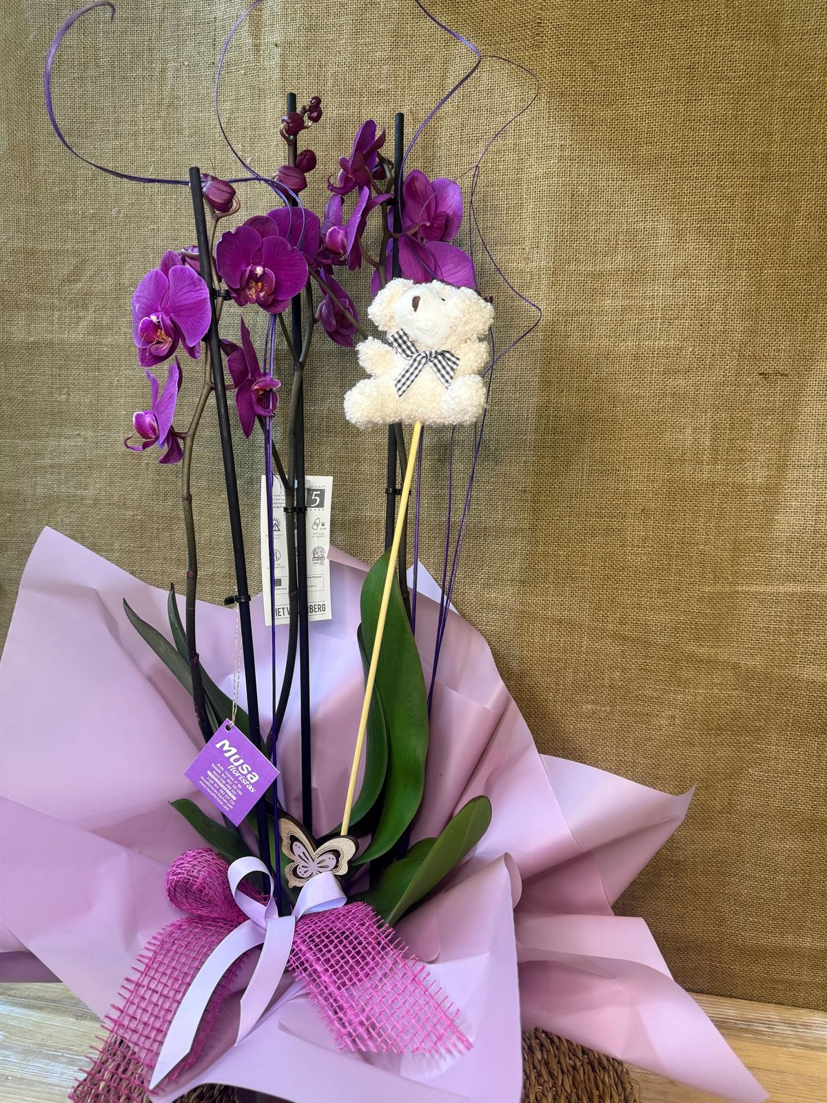 Phalenopsis morada - Imagen 3