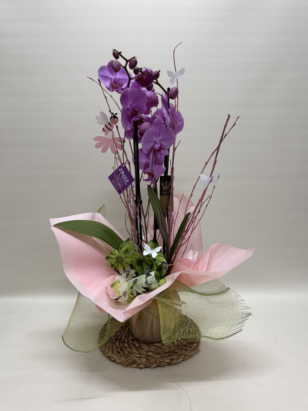 Phalenopsis morada - Imagen 1