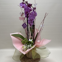 Phalenopsis morada - Imagen 1