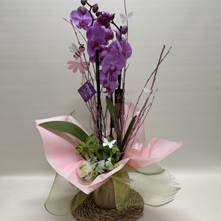 Phalenopsis morada - Imagen 1