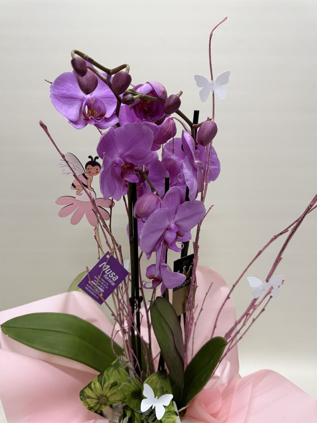 Phalenopsis morada - Imagen 2