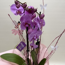 Phalenopsis morada - Imagen 2