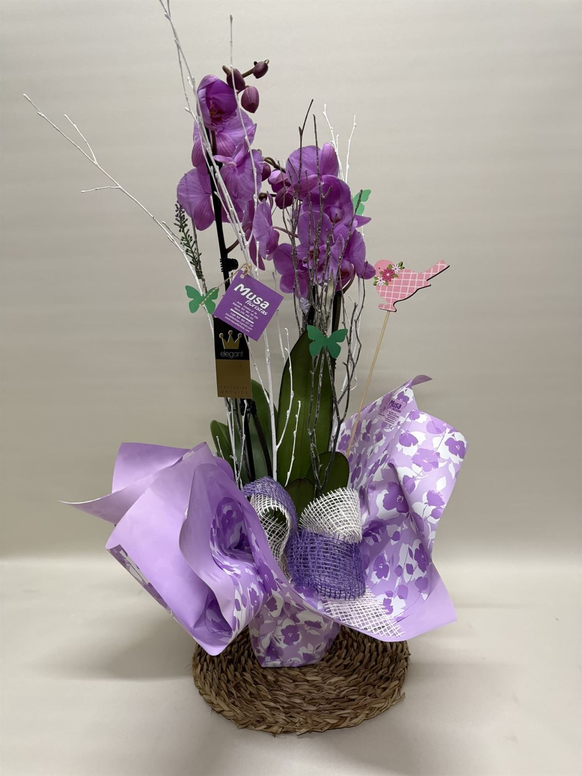 Phalenopsis morado - Imagen 1