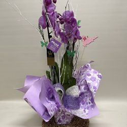 Phalenopsis morado - Imagen 1