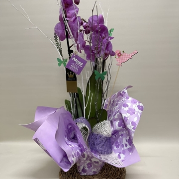 Phalenopsis morado - Imagen 1