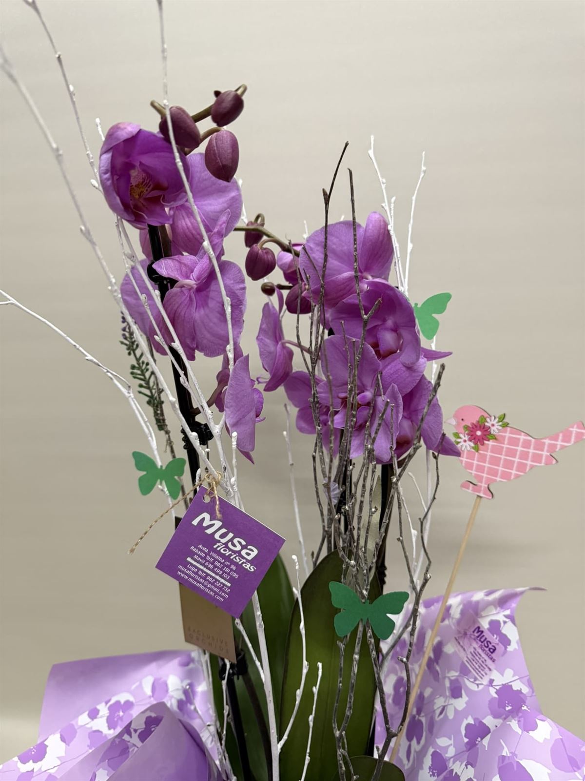 Phalenopsis morado - Imagen 2