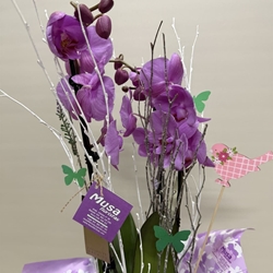 Phalenopsis morado - Imagen 2