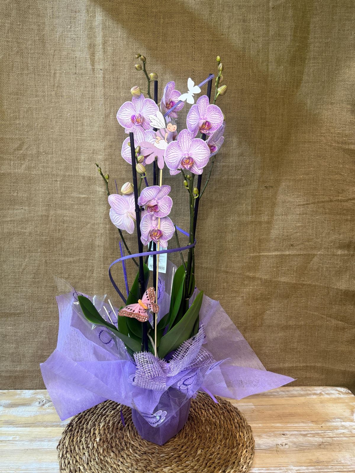 Phalenopsis veteada - Imagen 1