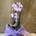 Phalenopsis veteada - Imagen 1