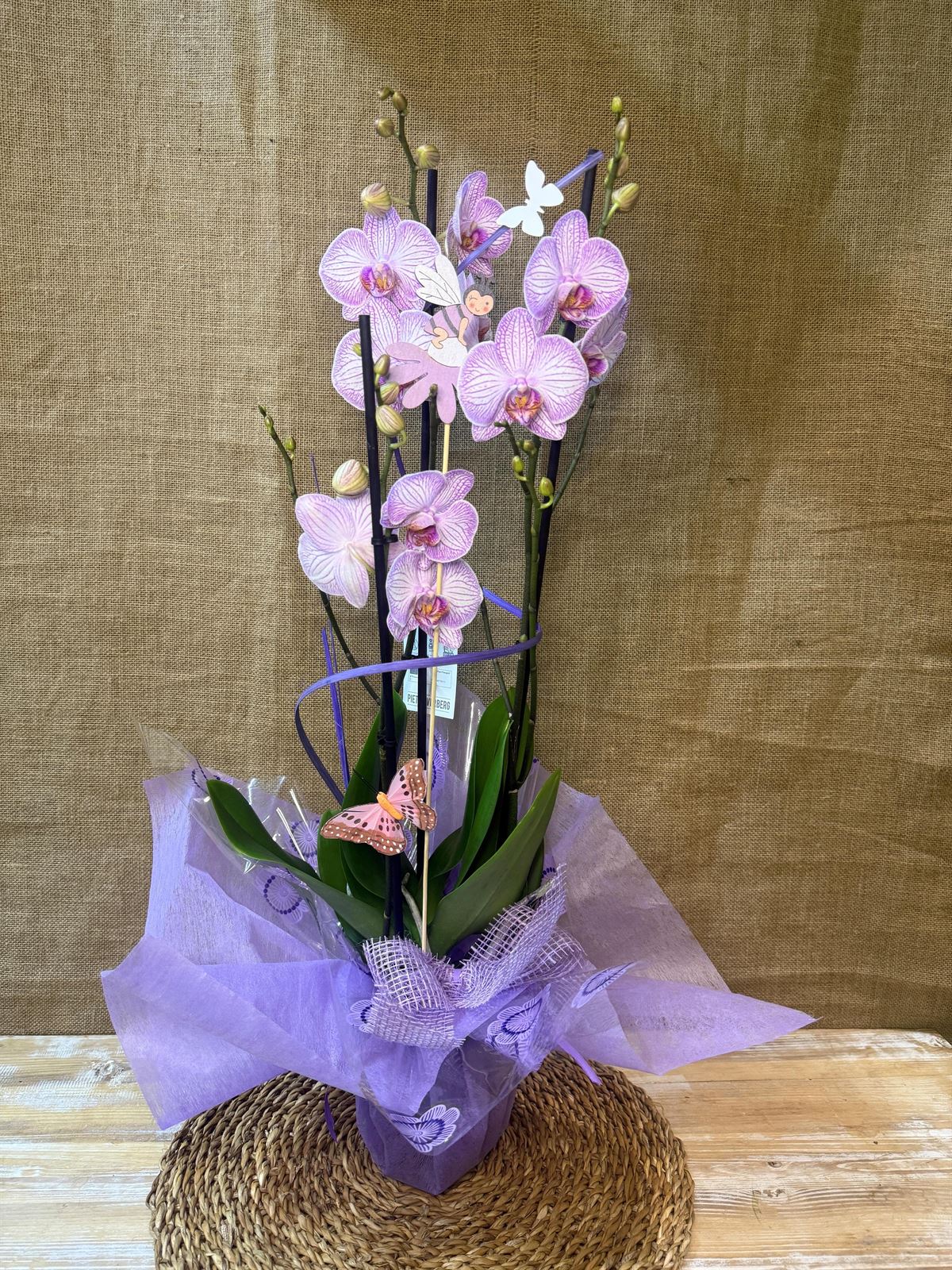 Phalenopsis veteada - Imagen 2
