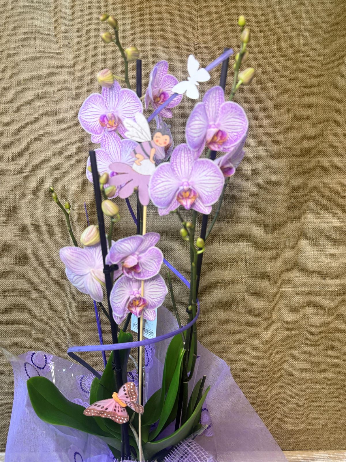Phalenopsis veteada - Imagen 3