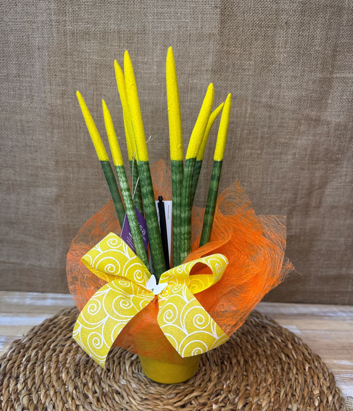 Sansevieria amarilla - Imagen 1