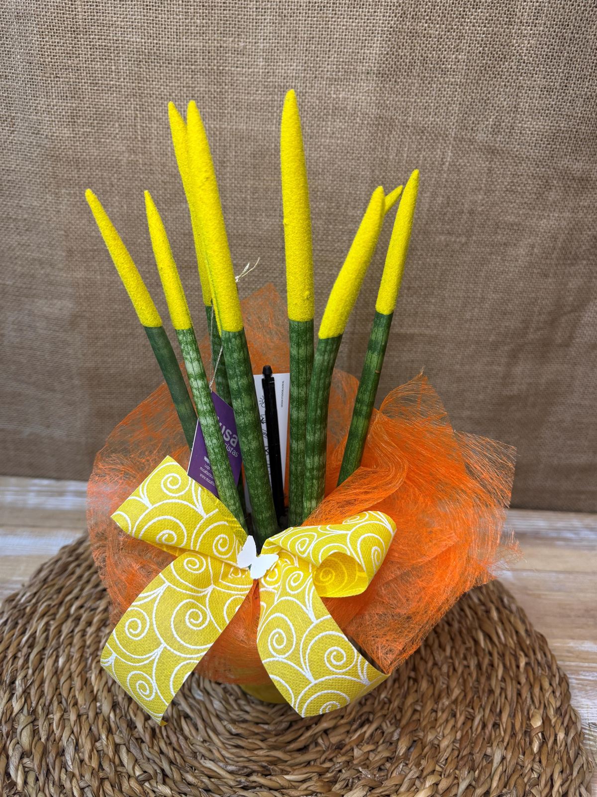 Sansevieria amarilla - Imagen 2