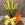 Sansevieria amarilla - Imagen 2