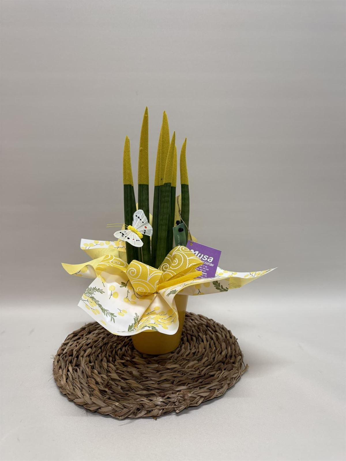 Sansevieria amarillo - Imagen 1