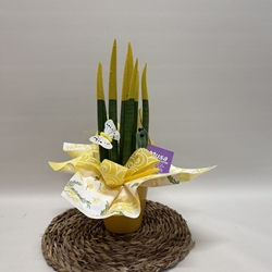 Sansevieria amarillo - Imagen 1