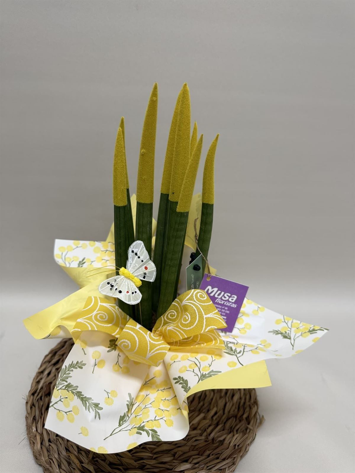 Sansevieria amarillo - Imagen 2