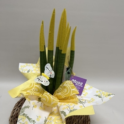 Sansevieria amarillo - Imagen 2