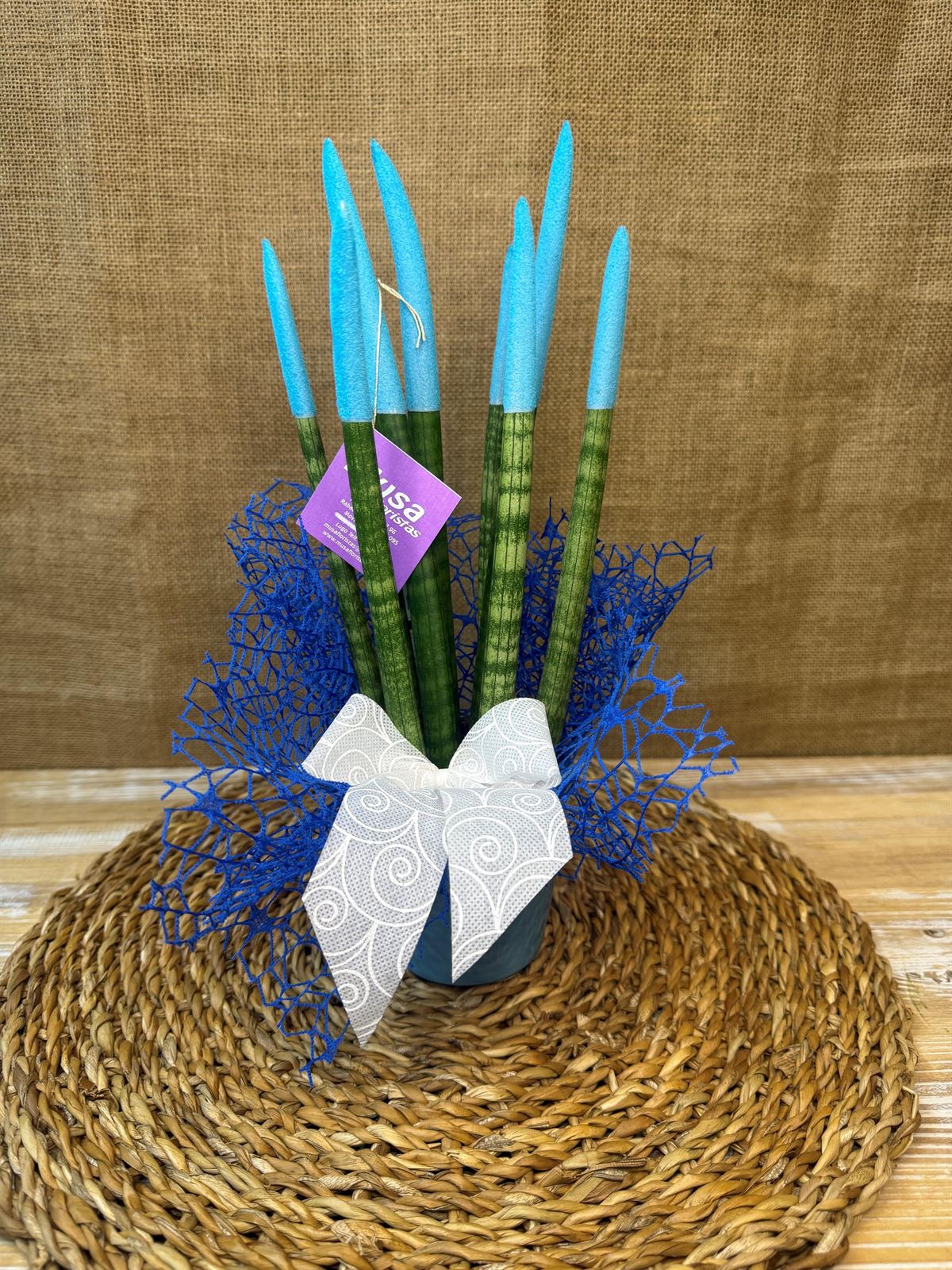 Sansevieria azul - Imagen 1