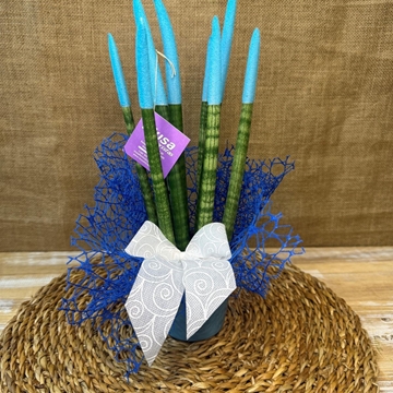 Sansevieria azul - Imagen 1
