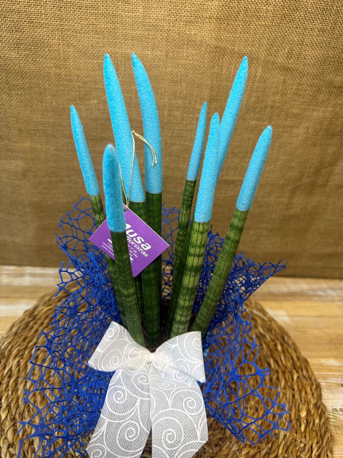 Sansevieria azul - Imagen 2