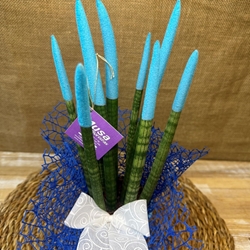 Sansevieria azul - Imagen 2