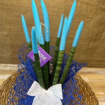 Sansevieria azul - Imagen 2