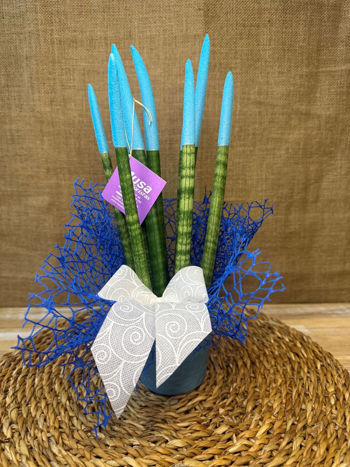 Sansevieria azul - Imagen 3