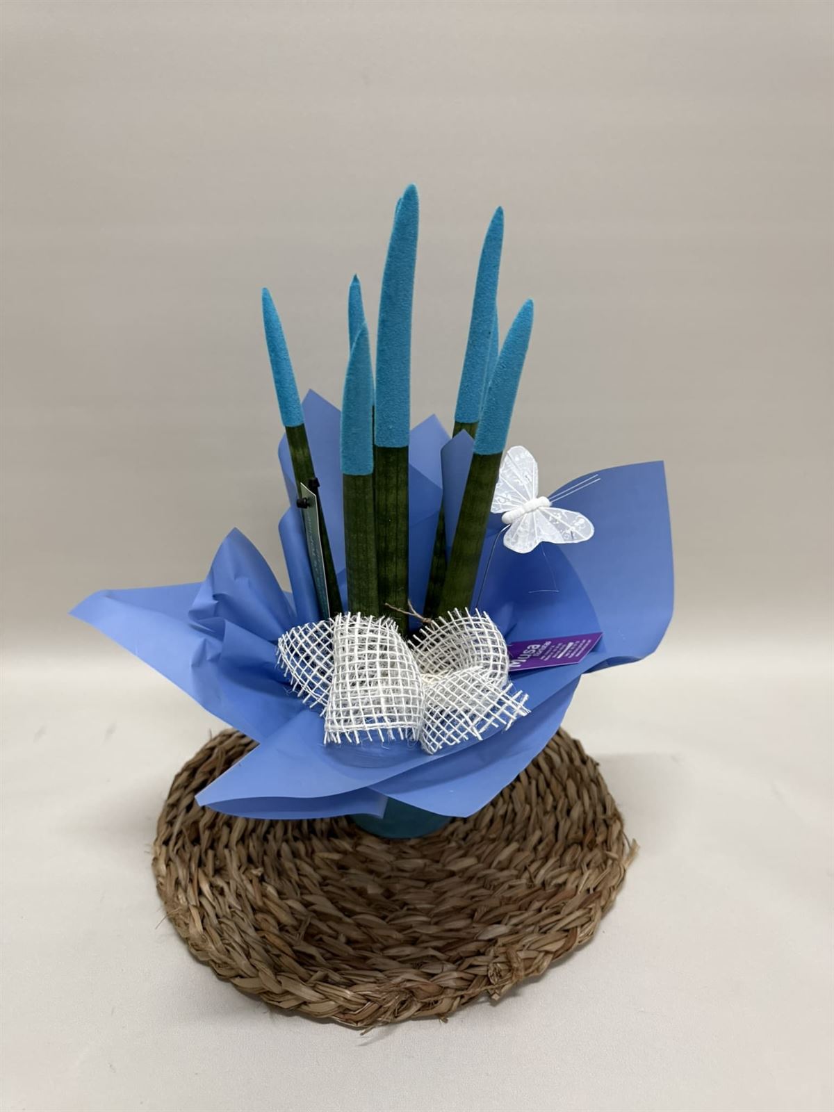 Sansevieria azul - Imagen 2