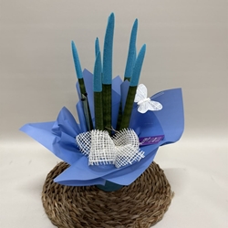 Sansevieria azul - Imagen 2