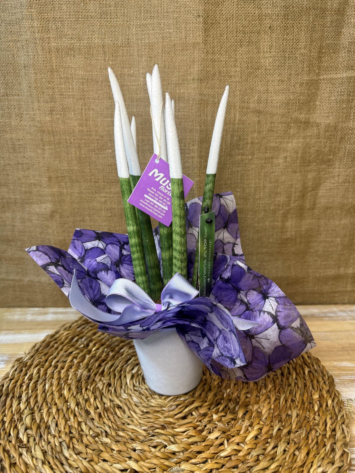 Sansevieria blanca - Imagen 1