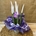 Sansevieria blanca - Imagen 2